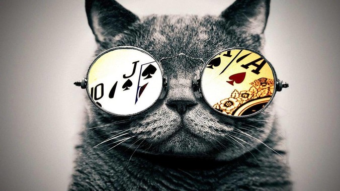 狸花猫打架是不是很厉害？